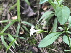 Mecardonia acuminata