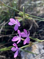 Dianthus ciliatus