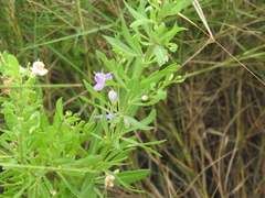 Lycium carolinianum