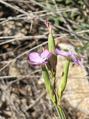 Dianthus ciliatus