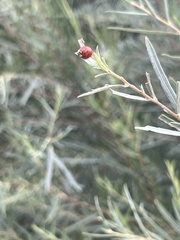 Coccinellini