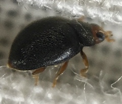 Scymnus auritus