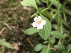 Mecardonia acuminata