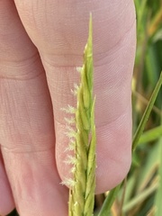 Sporobolus anglicus