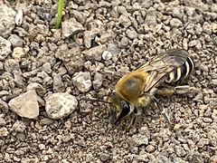 Colletes hederae