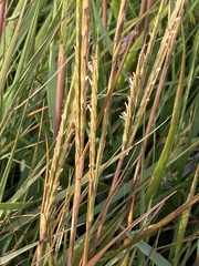 Sporobolus anglicus