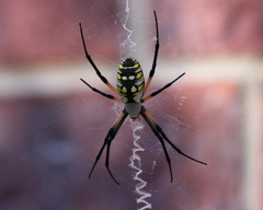 Argiope aurantia