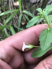 Mecardonia acuminata