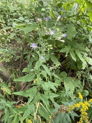Symphyotrichum shortii
