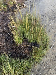 Sporobolus anglicus
