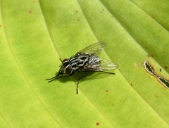 Graphomya maculata