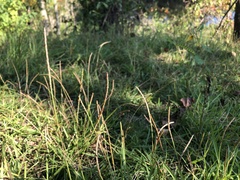 Eremochloa ophiuroides