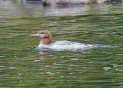 Mergus merganser americanus