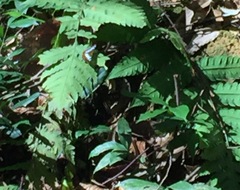 Moduza procris milonia