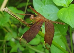 Neurothemis fulvia