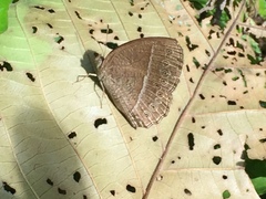 Mycalesis janardana