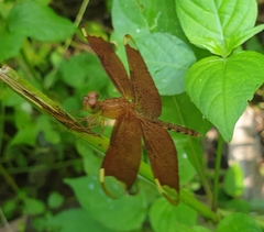 Neurothemis fulvia