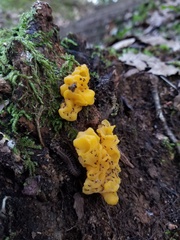 Tremella mesenterica
