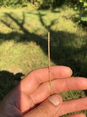 Eremochloa ophiuroides