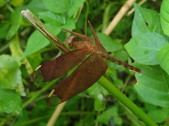 Neurothemis fulvia