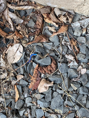 Plestiodon skiltonianus