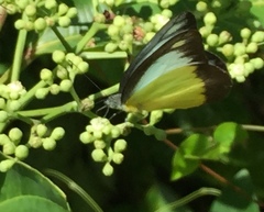 Appias lyncida vasava