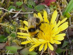 Bombus jonellus