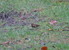 Emberiza rustica