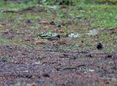 Emberiza rustica
