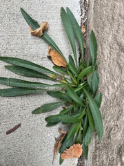 Solidago simplex