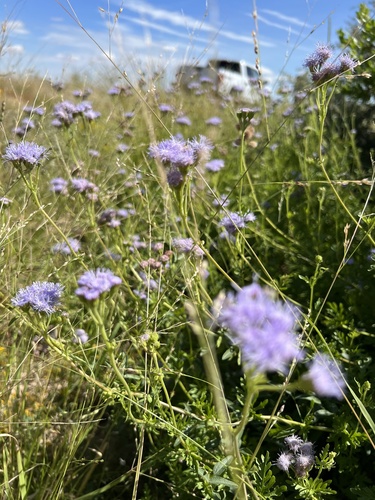 Conoclinium dissectum