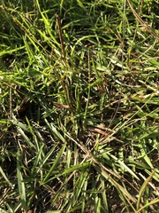 Eremochloa ophiuroides