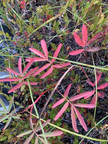 marsh cinquefoil
