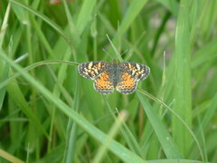 Phyciodes batesii