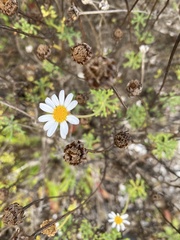 Argyranthemum frutescens