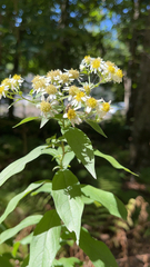 Doellingeria umbellata