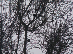 Allocasuarina verticillata