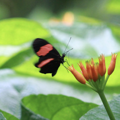Heliconius erato adana