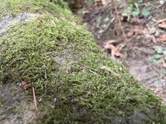 Homalothecium fulgescens