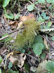 Pseudisothecium myosuroides