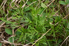 Ranunculoideae