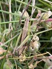 Chorthippus albomarginatus