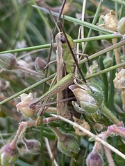 Chorthippus albomarginatus