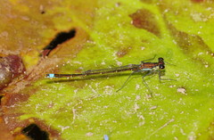 Austrocnemis splendida