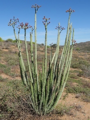 Euphorbia dregeana