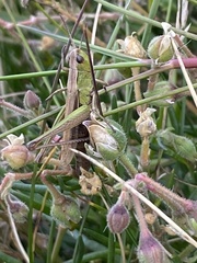 Chorthippus albomarginatus