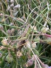 Chorthippus albomarginatus