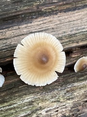 Mycena galericulata