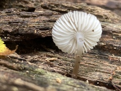 Mycena galericulata
