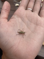 Macrodactylus subspinosus